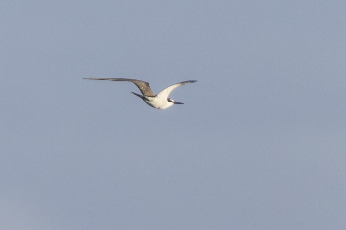 Bridled Tern - ML645337349