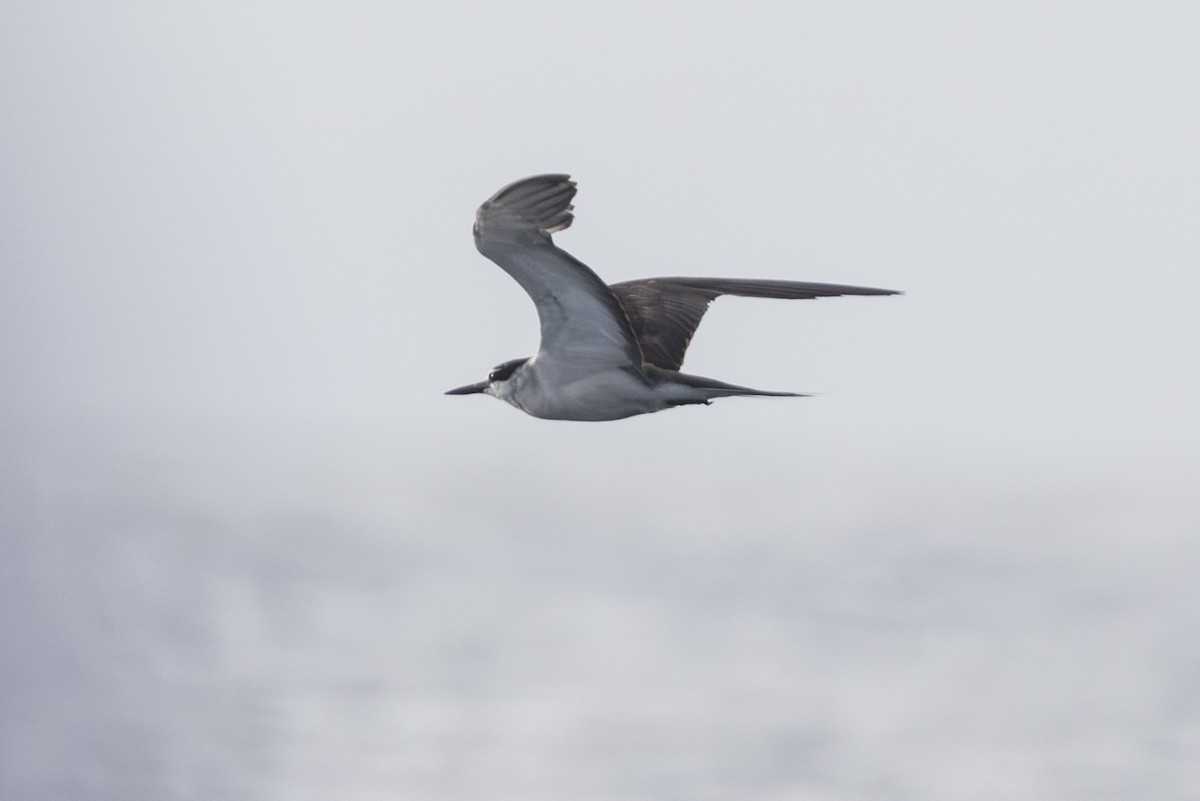Bridled Tern - ML645337351