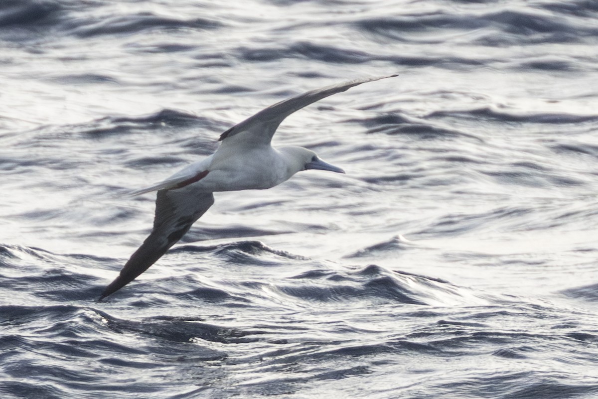 Сула червононога - ML645337358