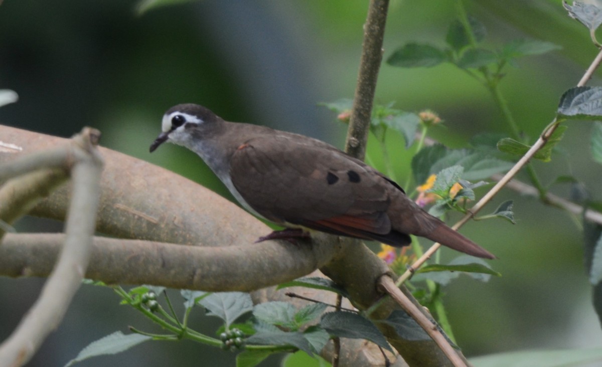 Tambourine Dove - ML645337360
