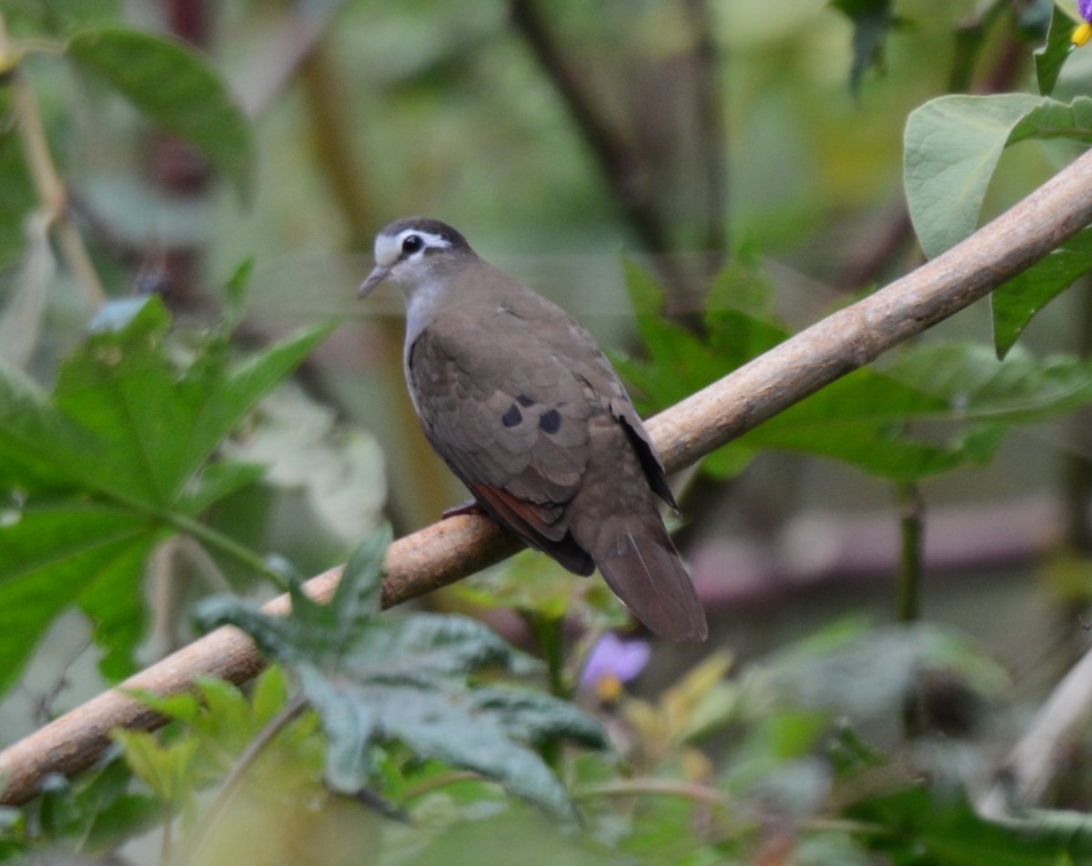 Tambourine Dove - ML645337361