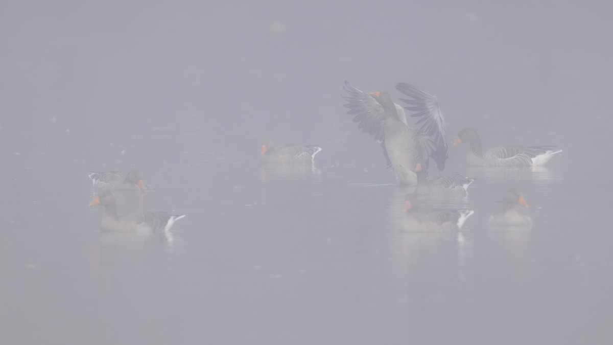 Graylag Goose - ML645337362