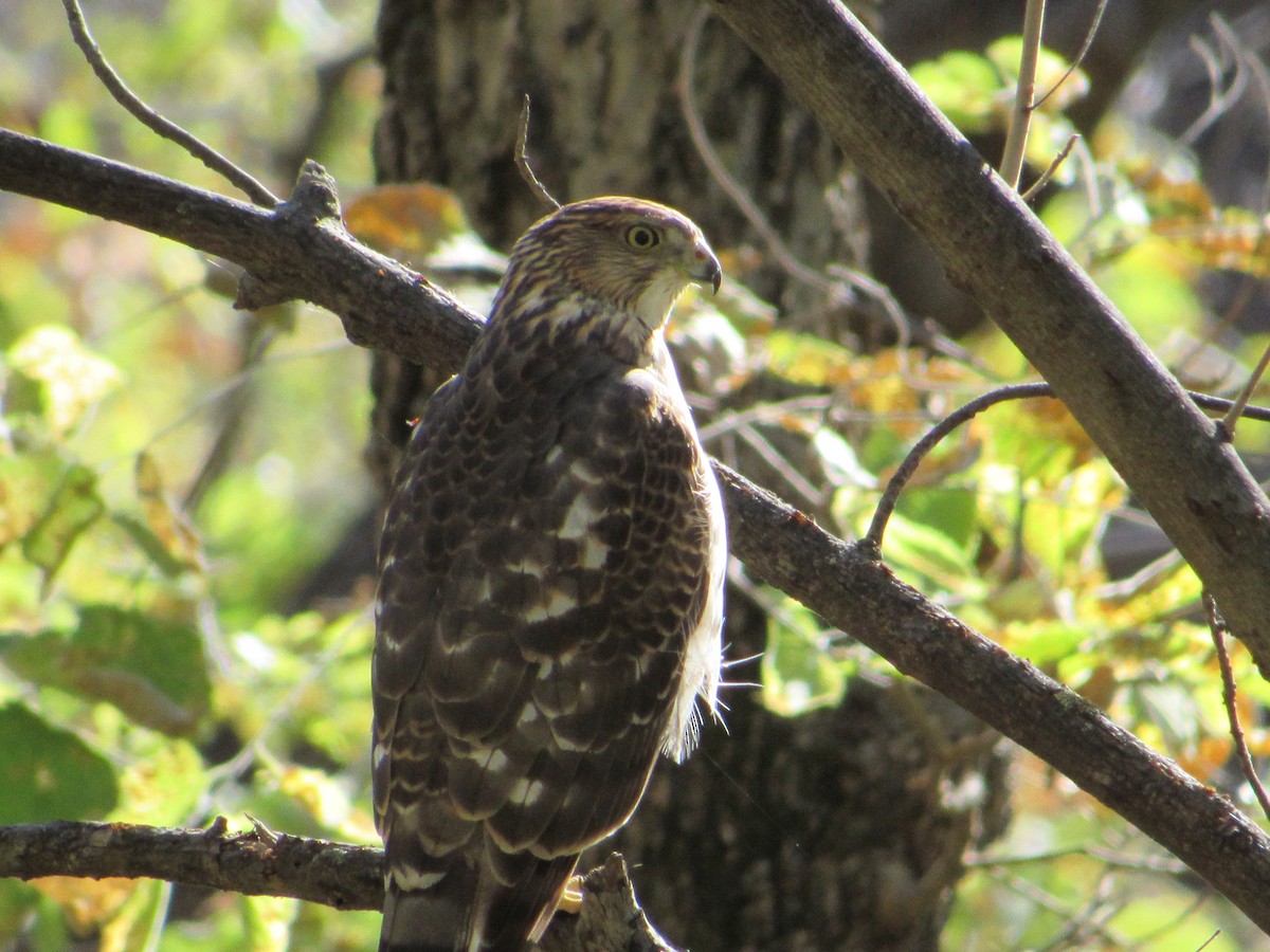 Cooper's Hawk - ML645337369