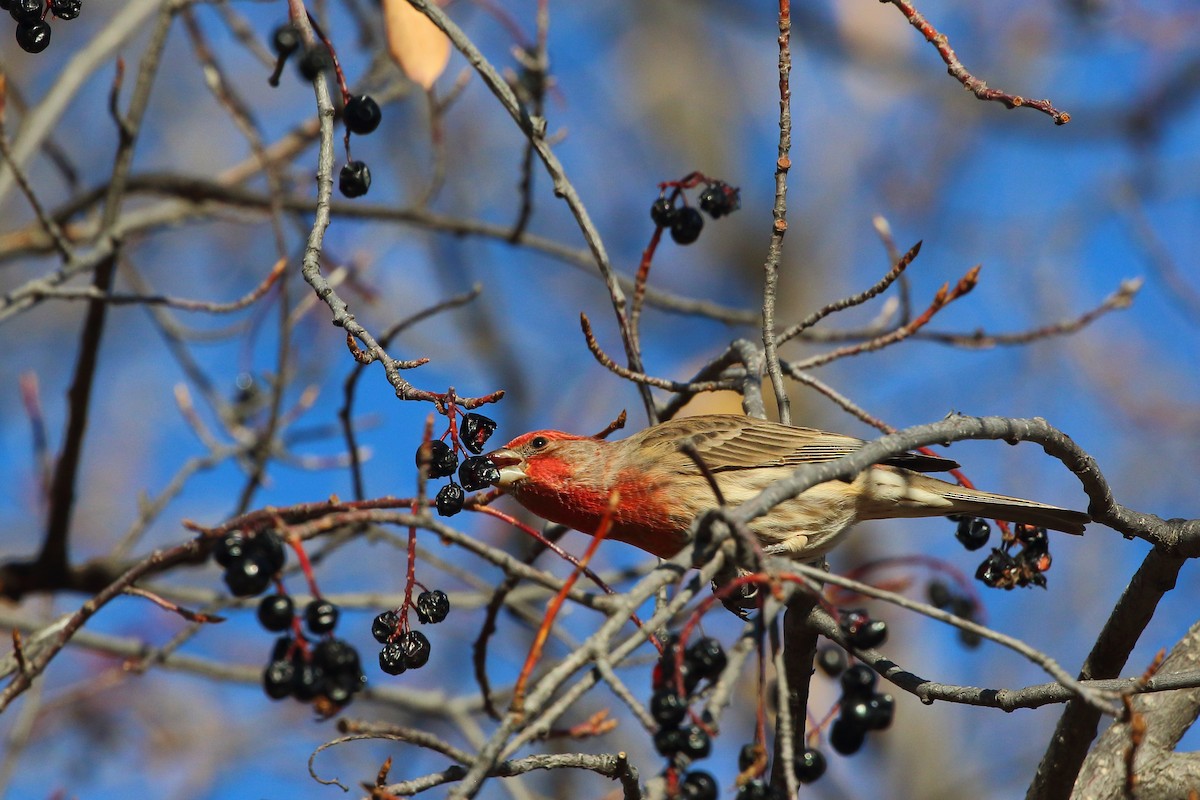 House Finch - ML645337371