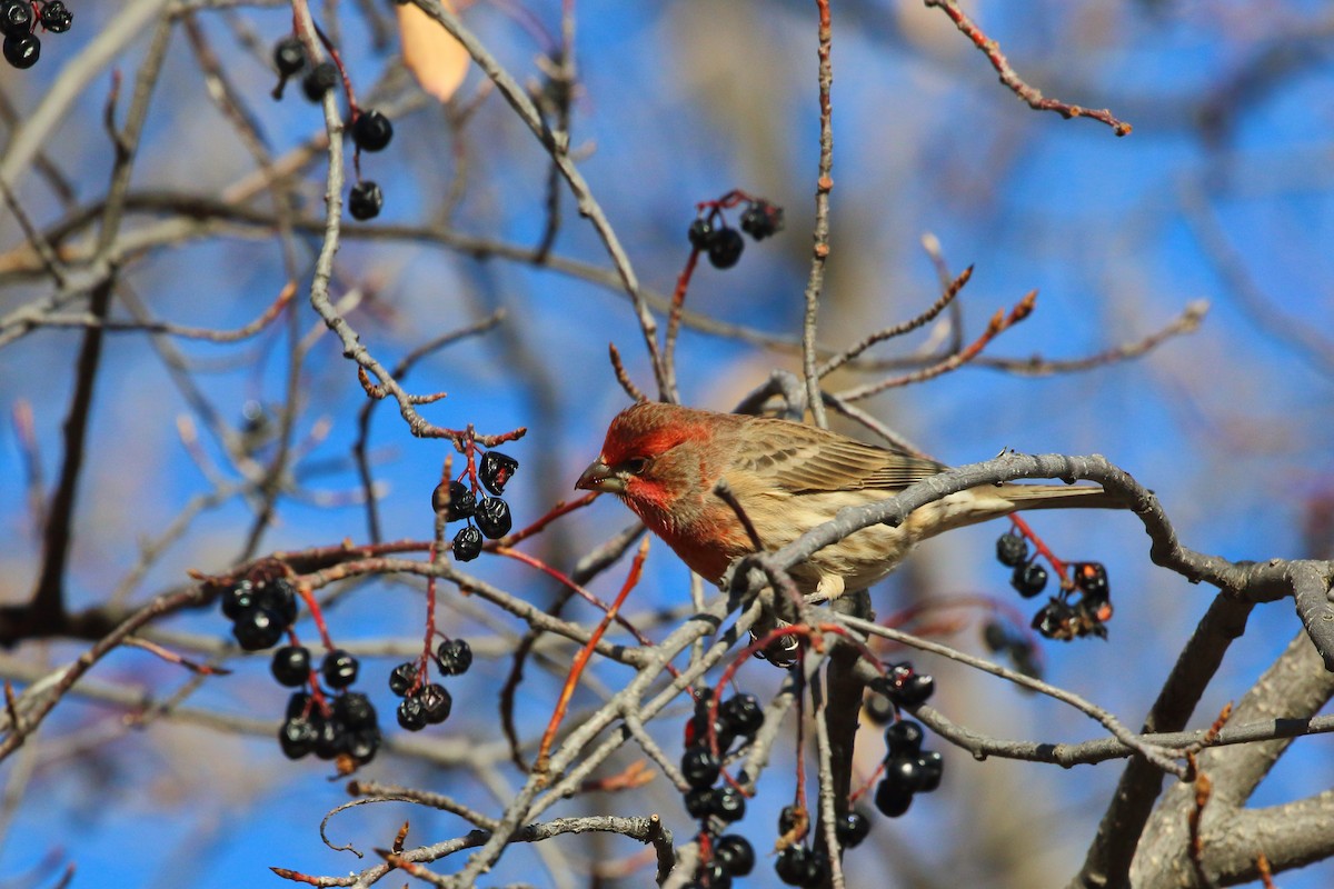 House Finch - ML645337372