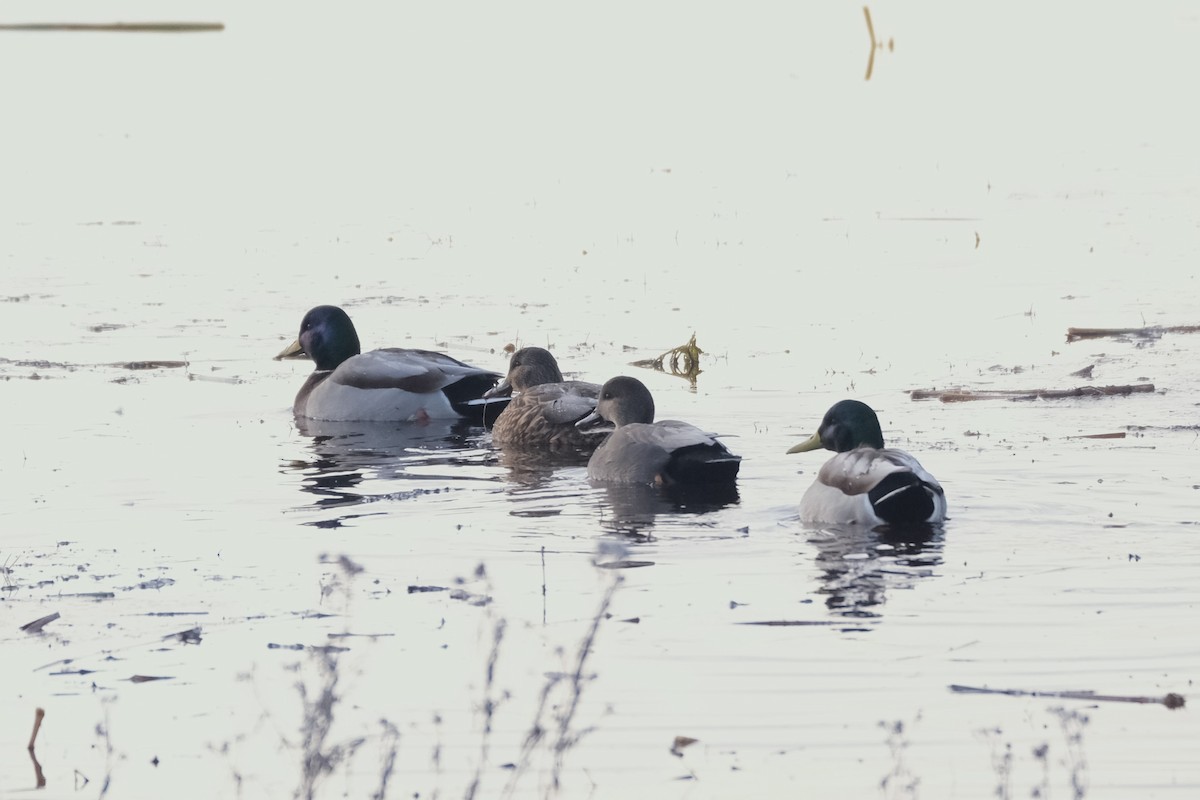 kopřivka obecná - ML645337378