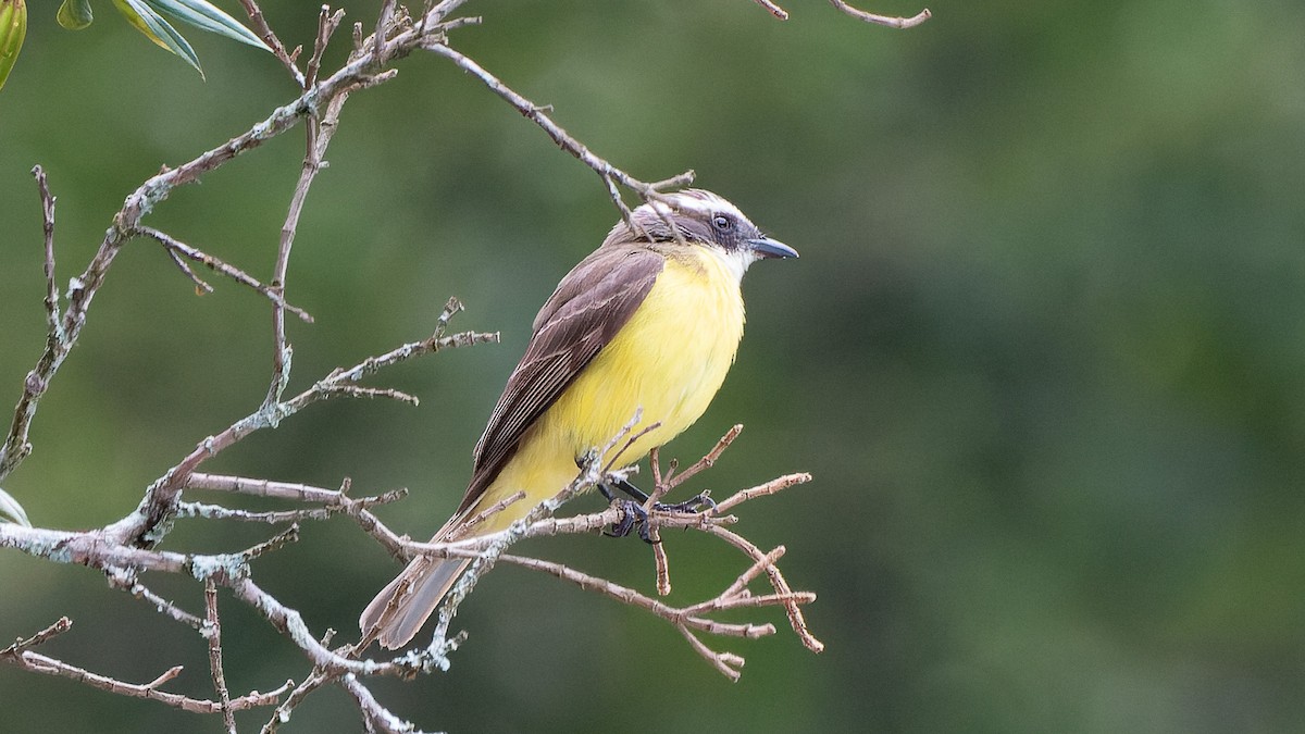 Sosyal Tiran - ML645337379