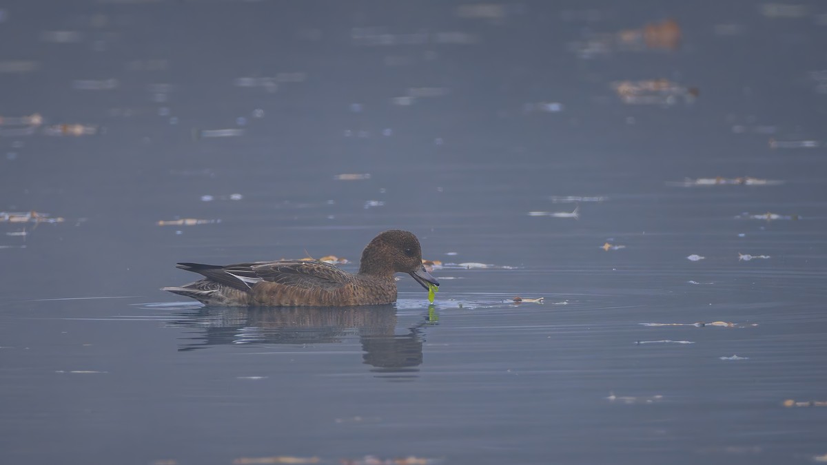 赤頸鴨 - ML645337380
