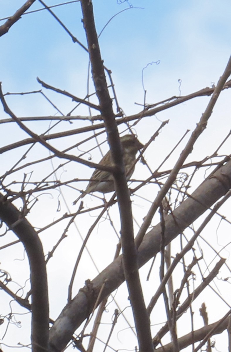 Camachuelo Purpúreo - ML645337381