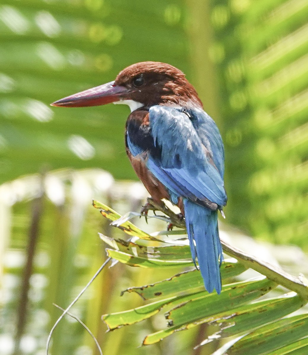 White-throated Kingfisher - ML645337387
