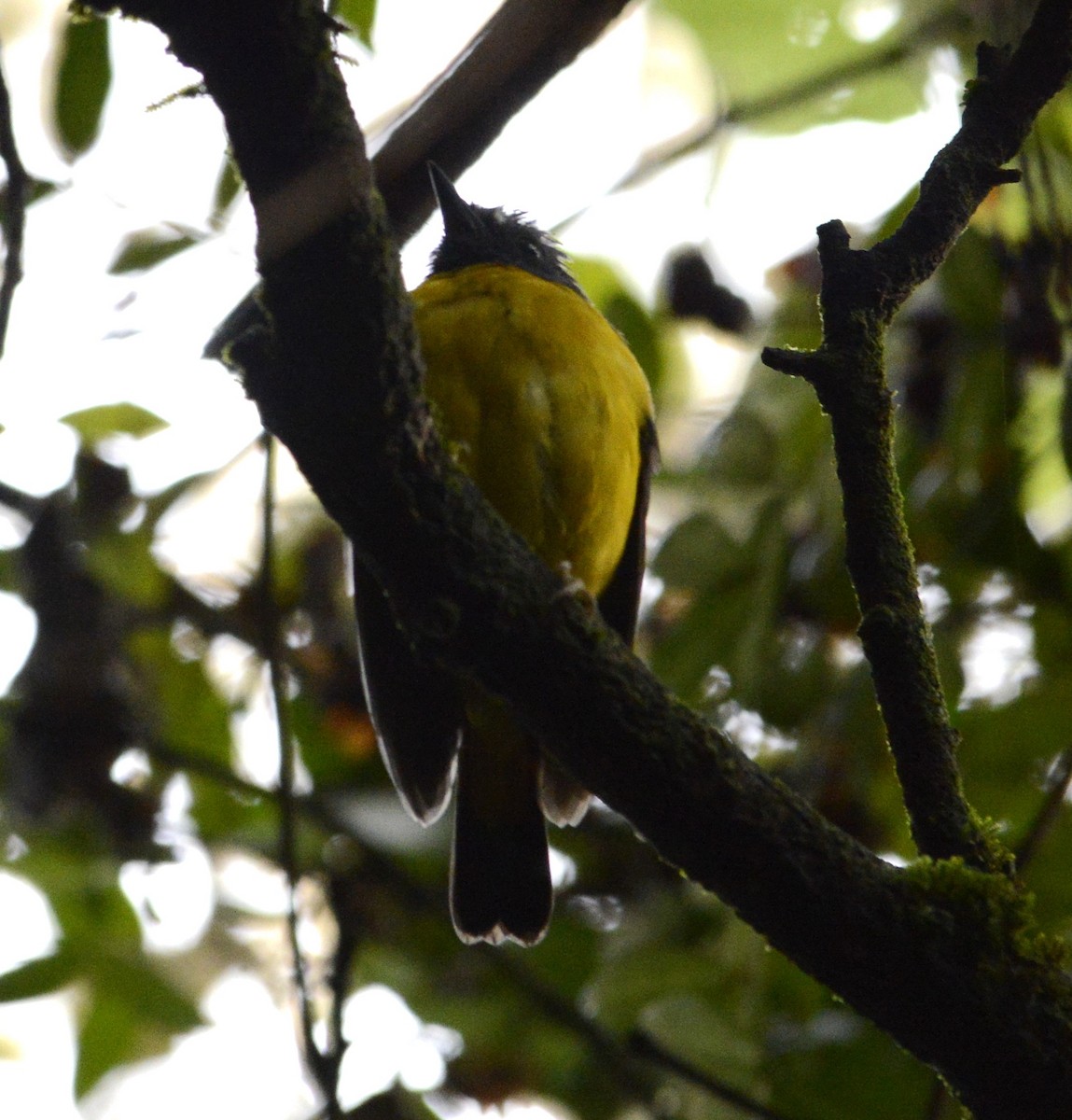 White-starred Robin - ML645337388