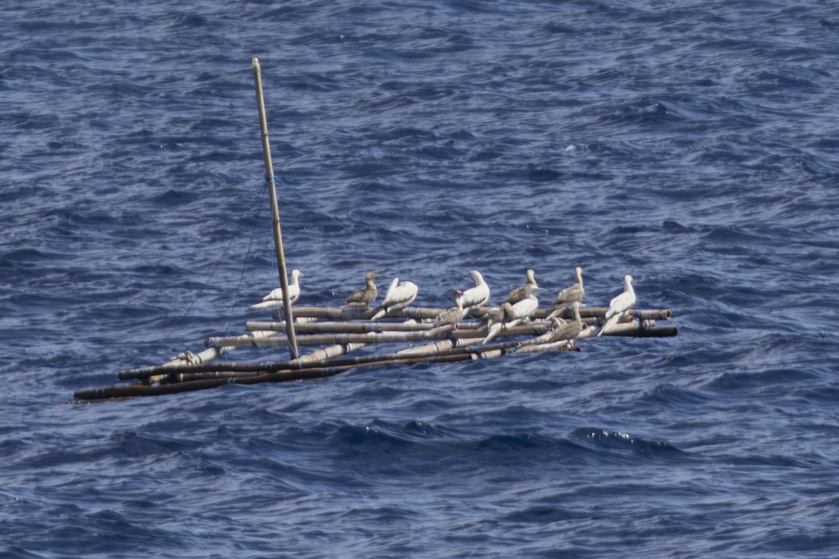 Сула червононога - ML645337390