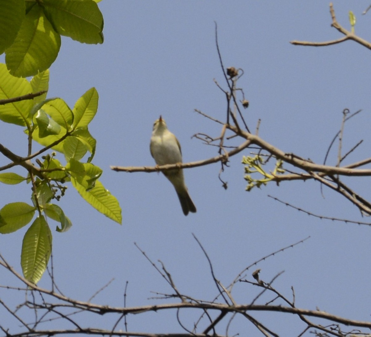 Willow Warbler - ML645337391