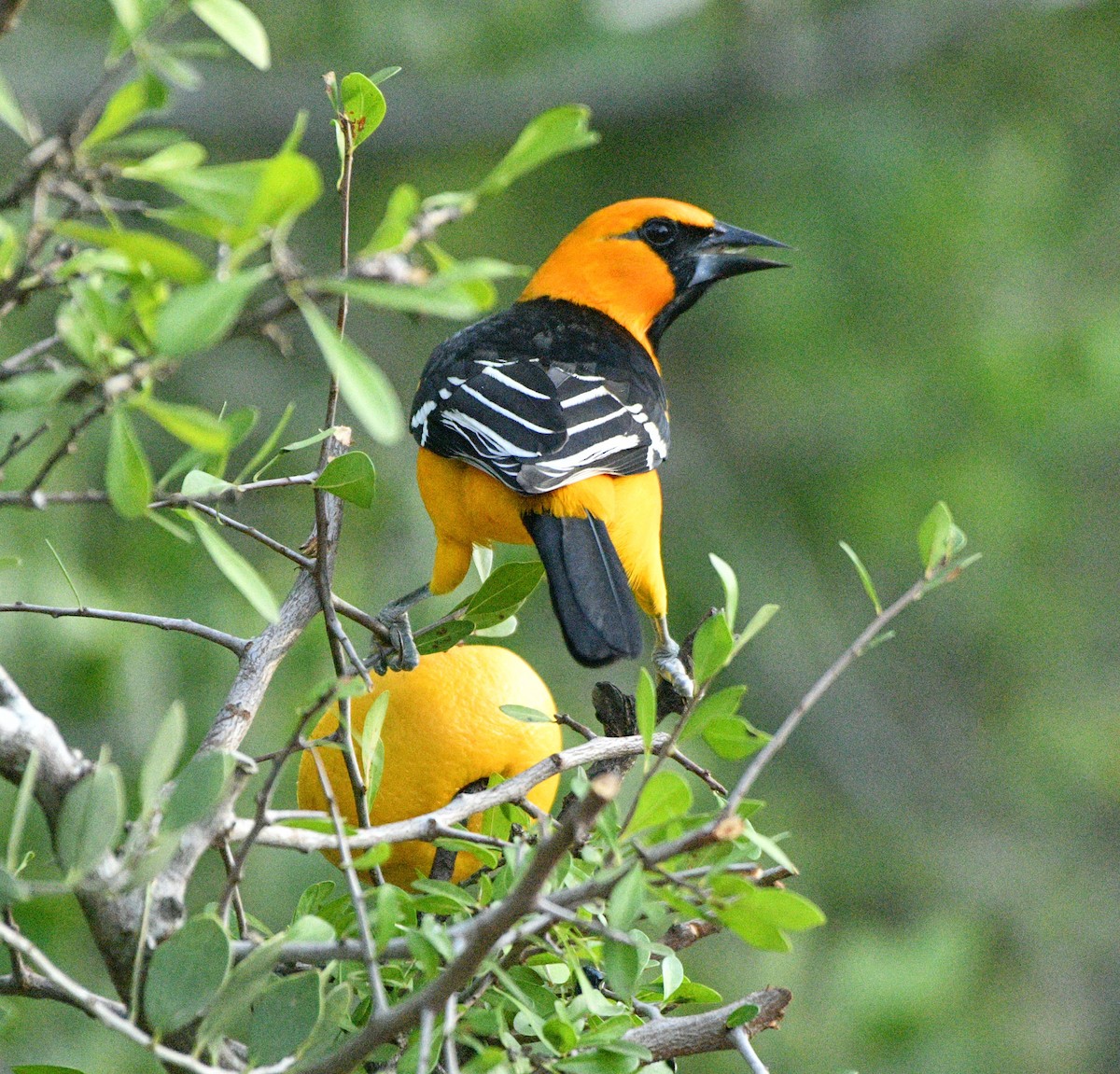 Altamira Oriole - ML645337392