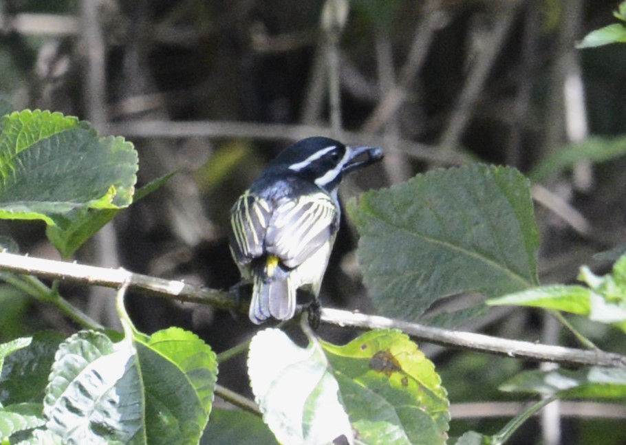 Yellow-rumped Tinkerbird - ML645337404