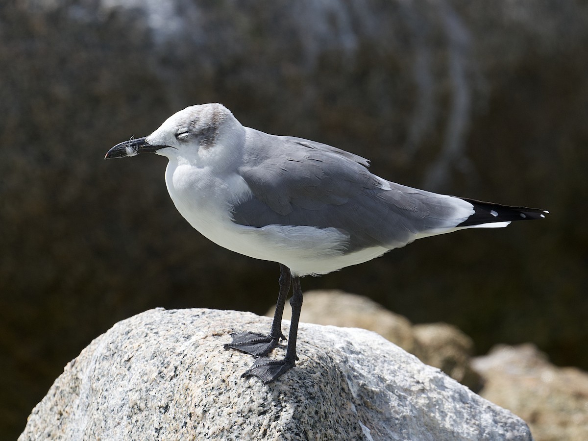 Laughing Gull - ML645337410