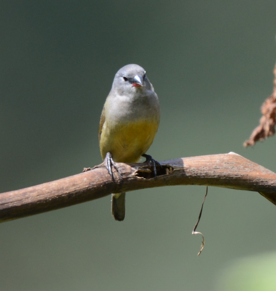 Yellow-bellied Waxbill - ML645337414
