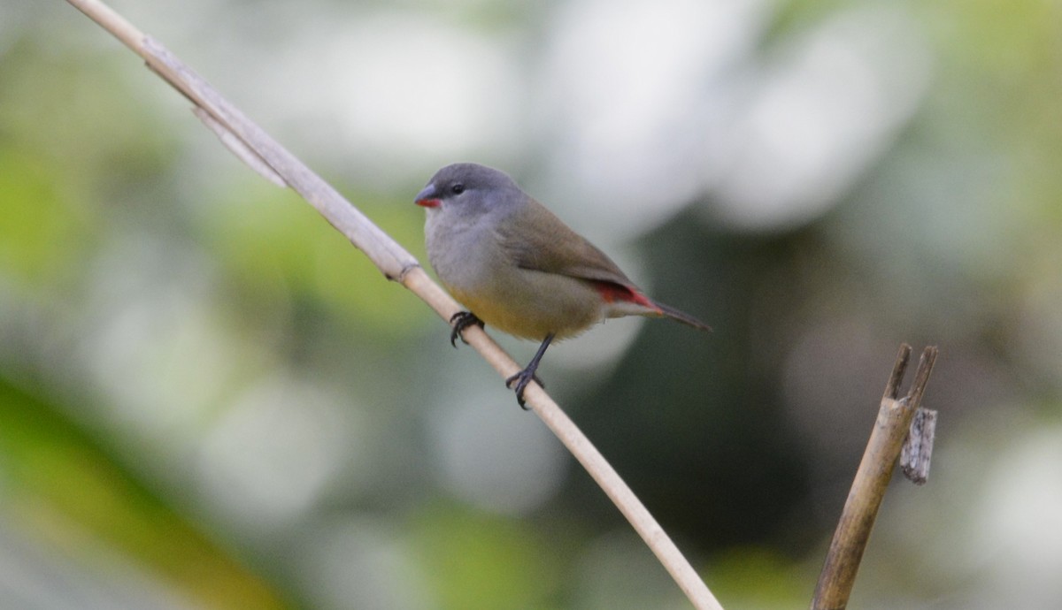 Yellow-bellied Waxbill - ML645337416