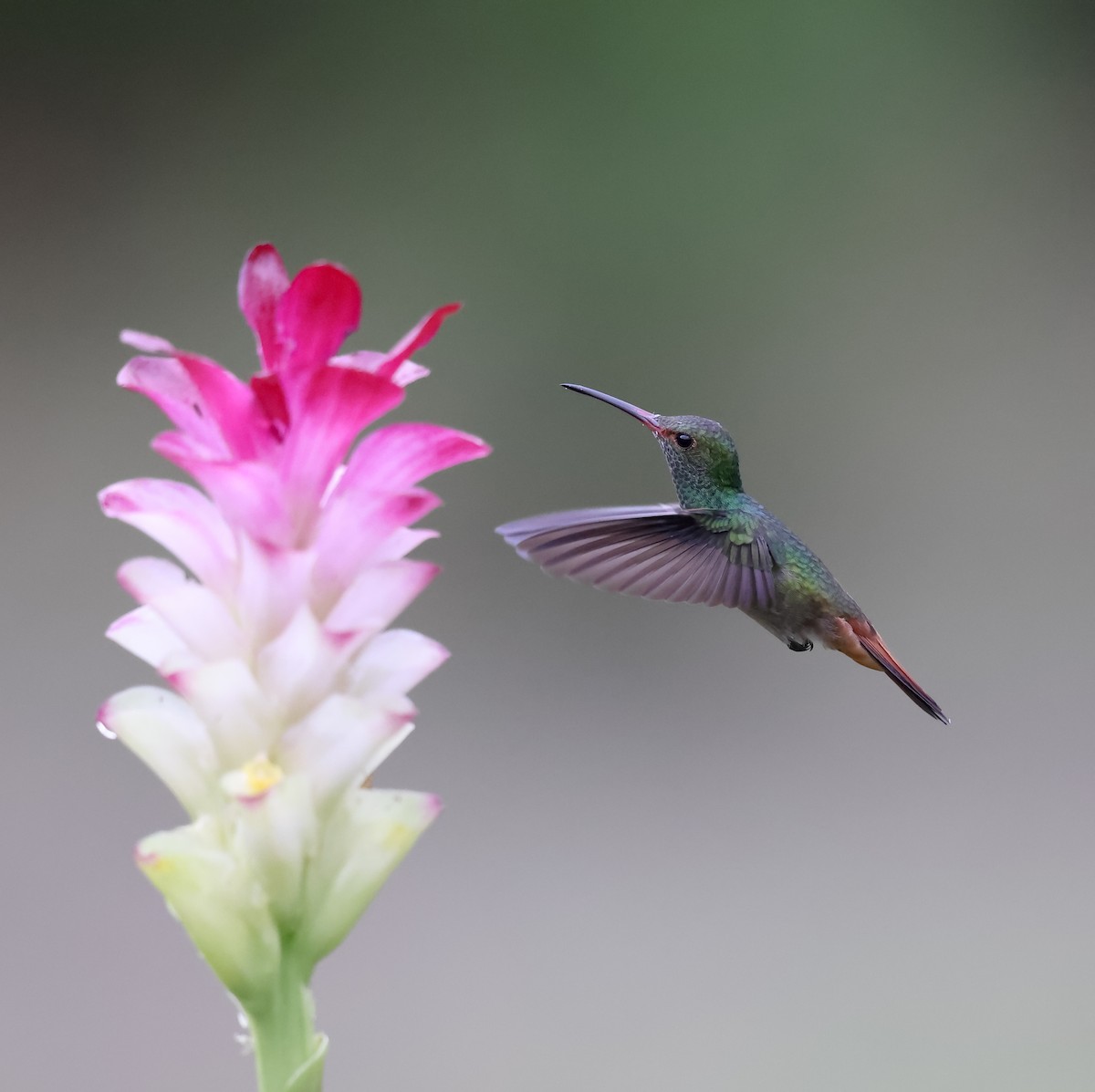 Rufous-tailed Hummingbird - ML645337421