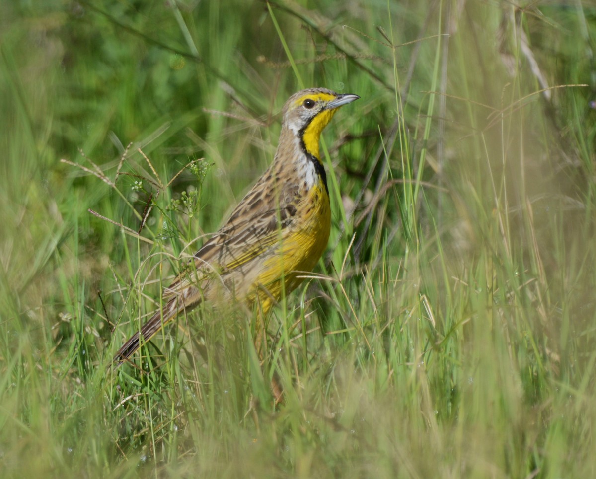 Yellow-throated Longclaw - ML645337422