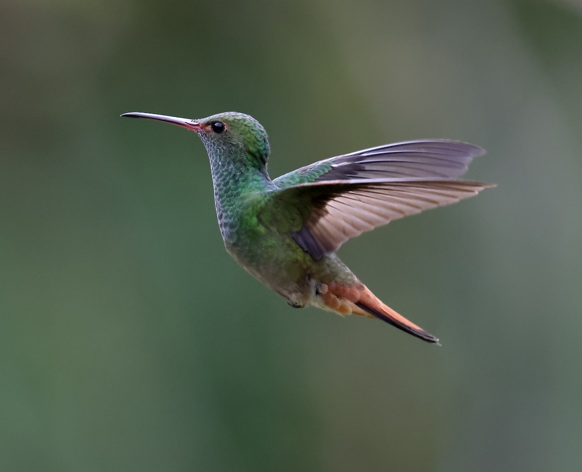 Rufous-tailed Hummingbird - ML645337427