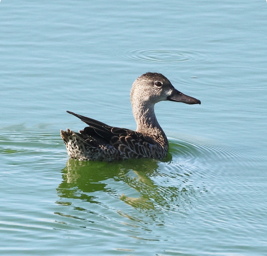 Zertzeta hegalurdina - ML645337444