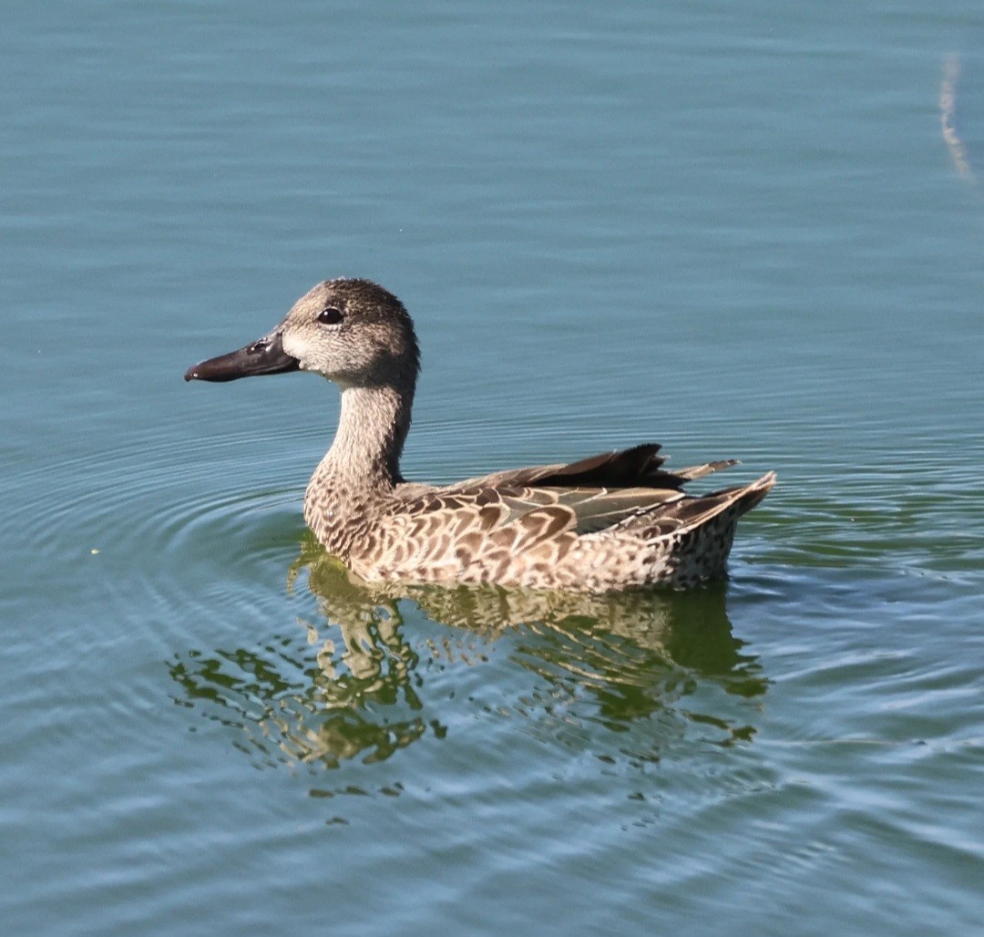 Zertzeta hegalurdina - ML645337445