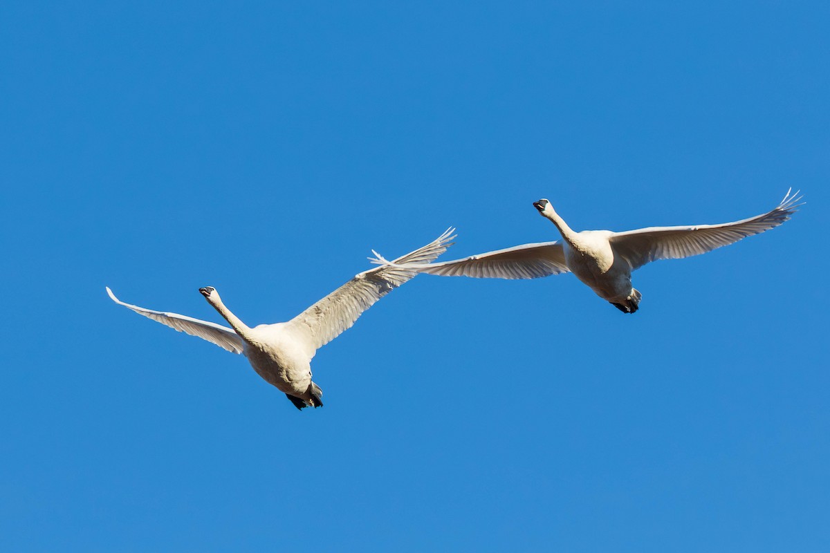 Trumpeter Swan - ML645337455