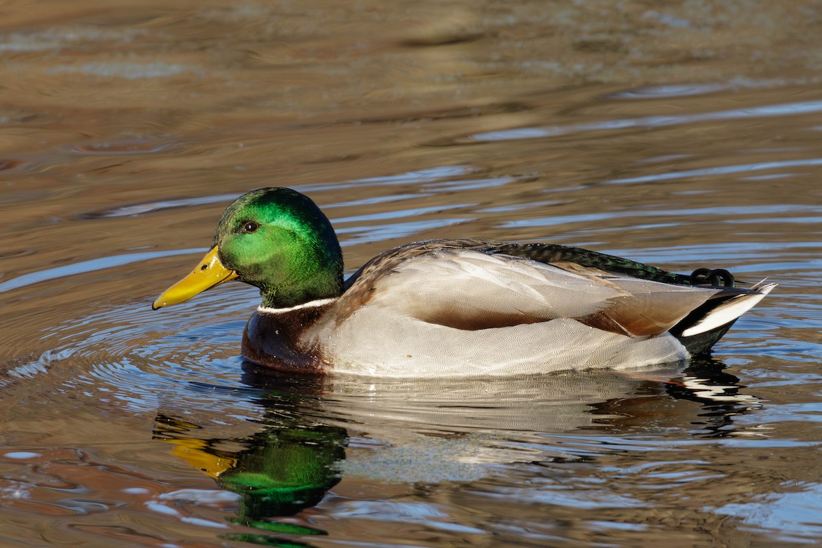 綠頭鴨 - ML645337467