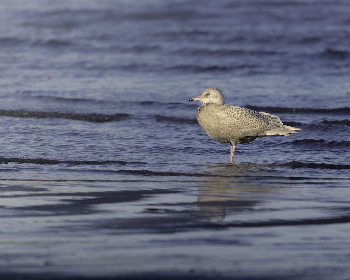 Glaucous Gull - ML645337469