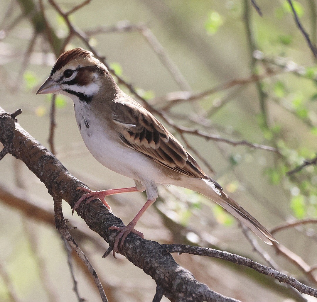 Lark Sparrow - ML645337470