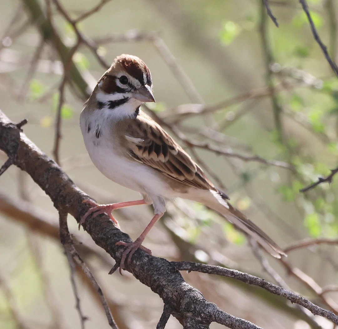 Lark Sparrow - ML645337471