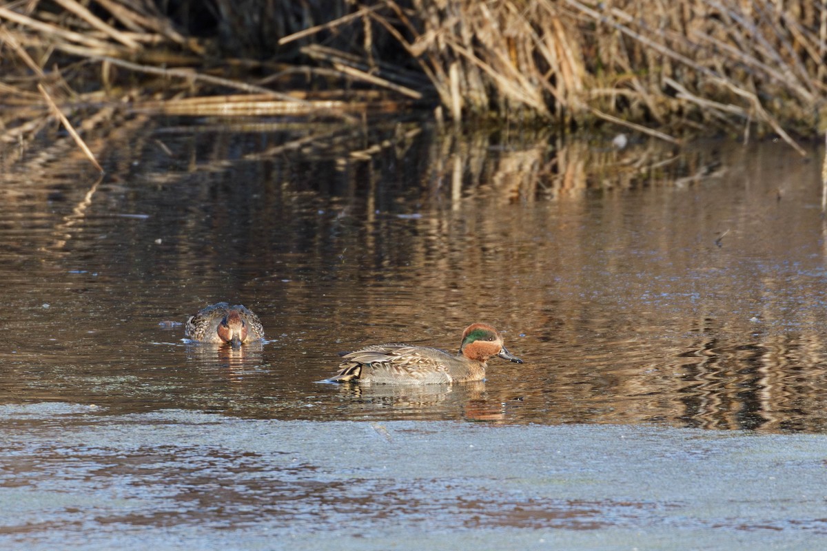 小水鴨 - ML645337474