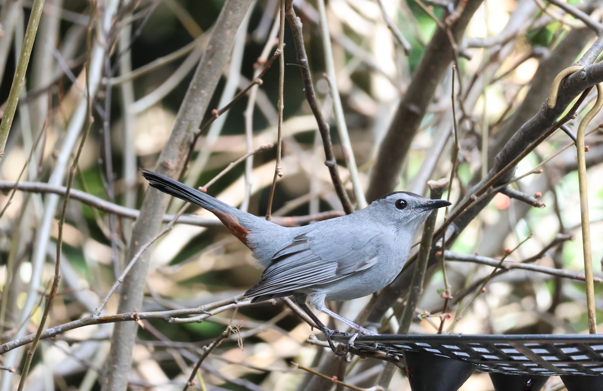 Gray Catbird - ML645337476