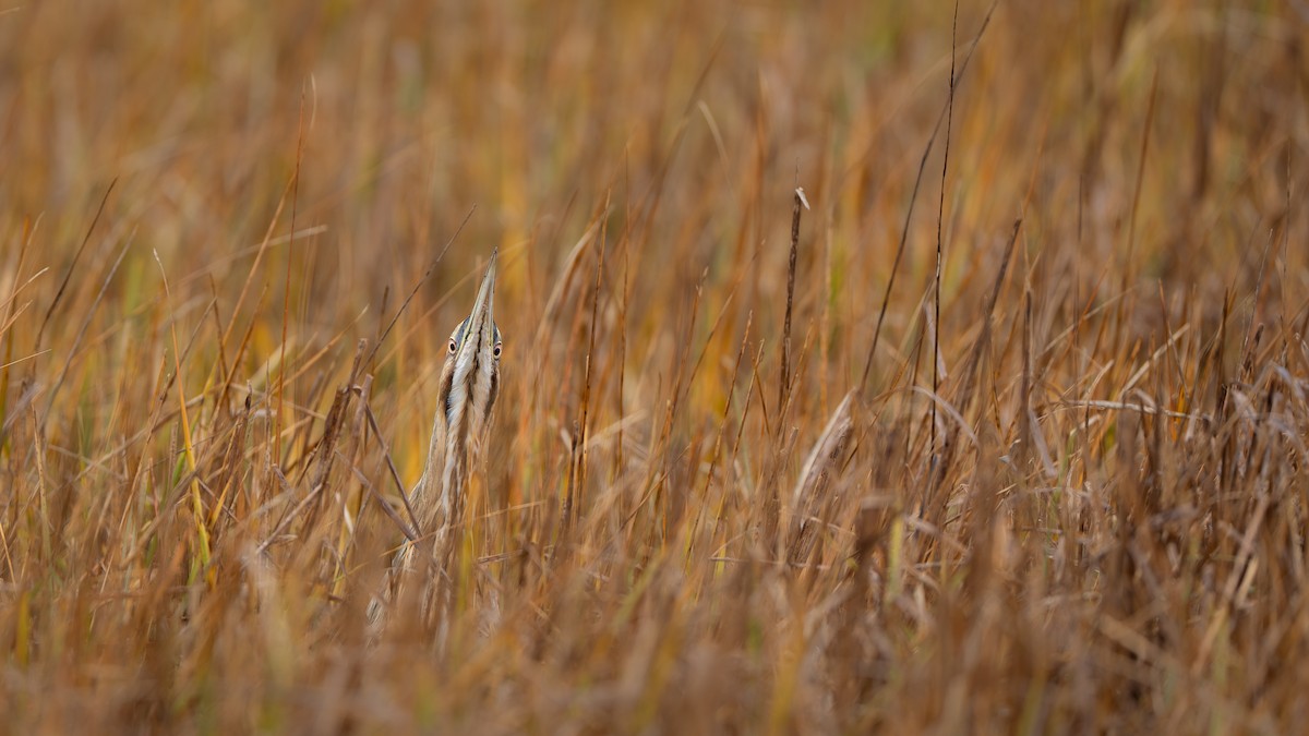 American Bittern - ML645337493