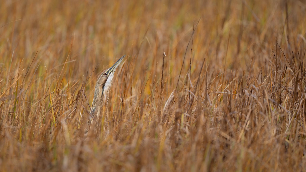 American Bittern - ML645337494