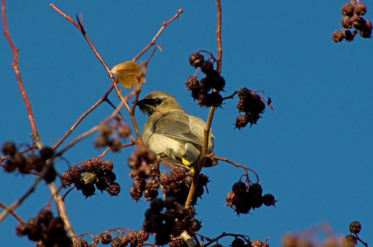 Cedar Waxwing - ML645337499