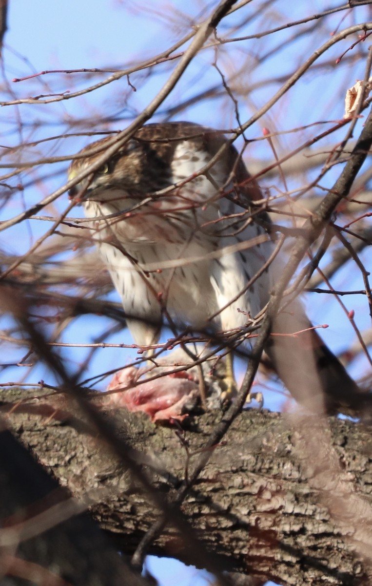 Cooper's Hawk - ML645337501