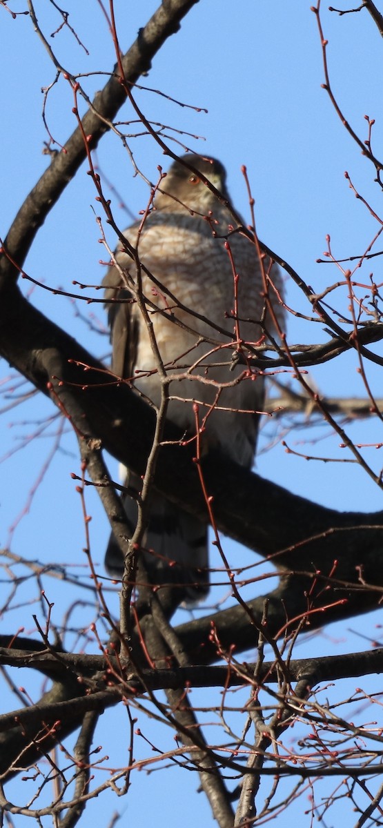 Cooper's Hawk - ML645337502