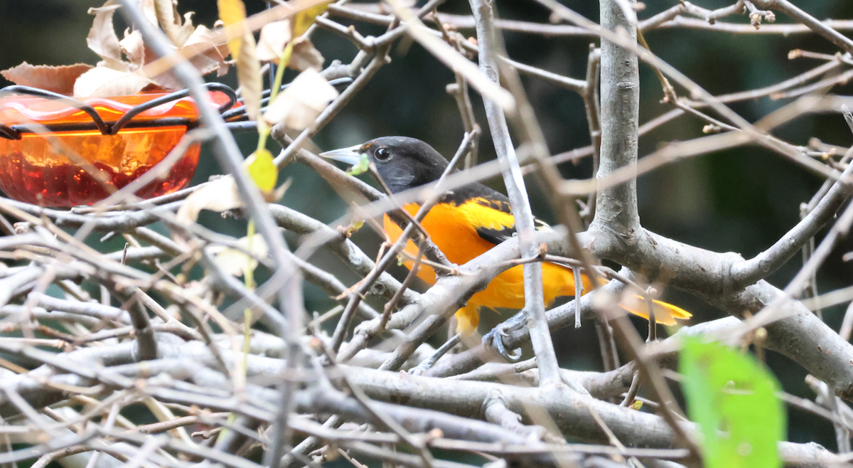 Балтиморский трупиал - ML645337515