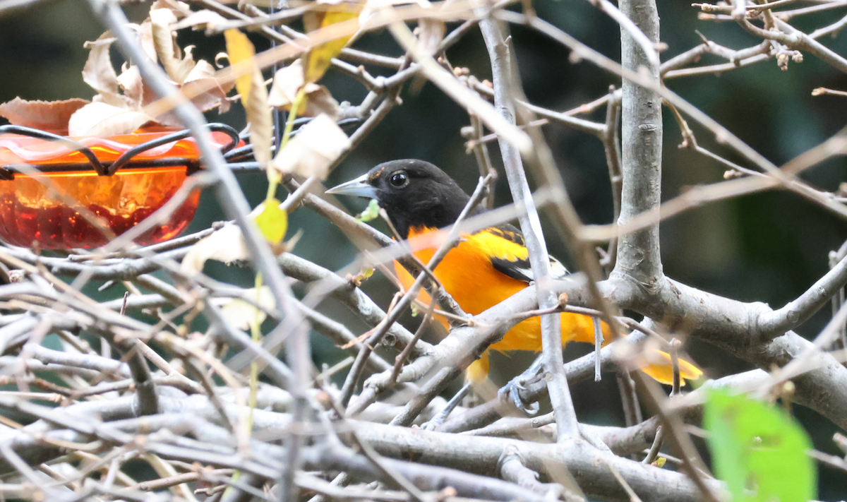 Балтиморский трупиал - ML645337516