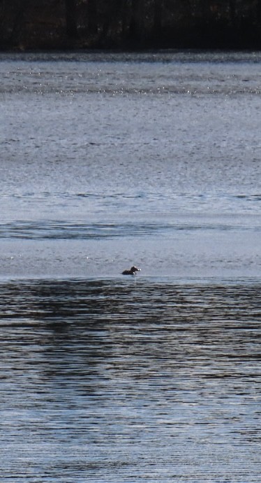 Schwarzkopf-Ruderente - ML645337524