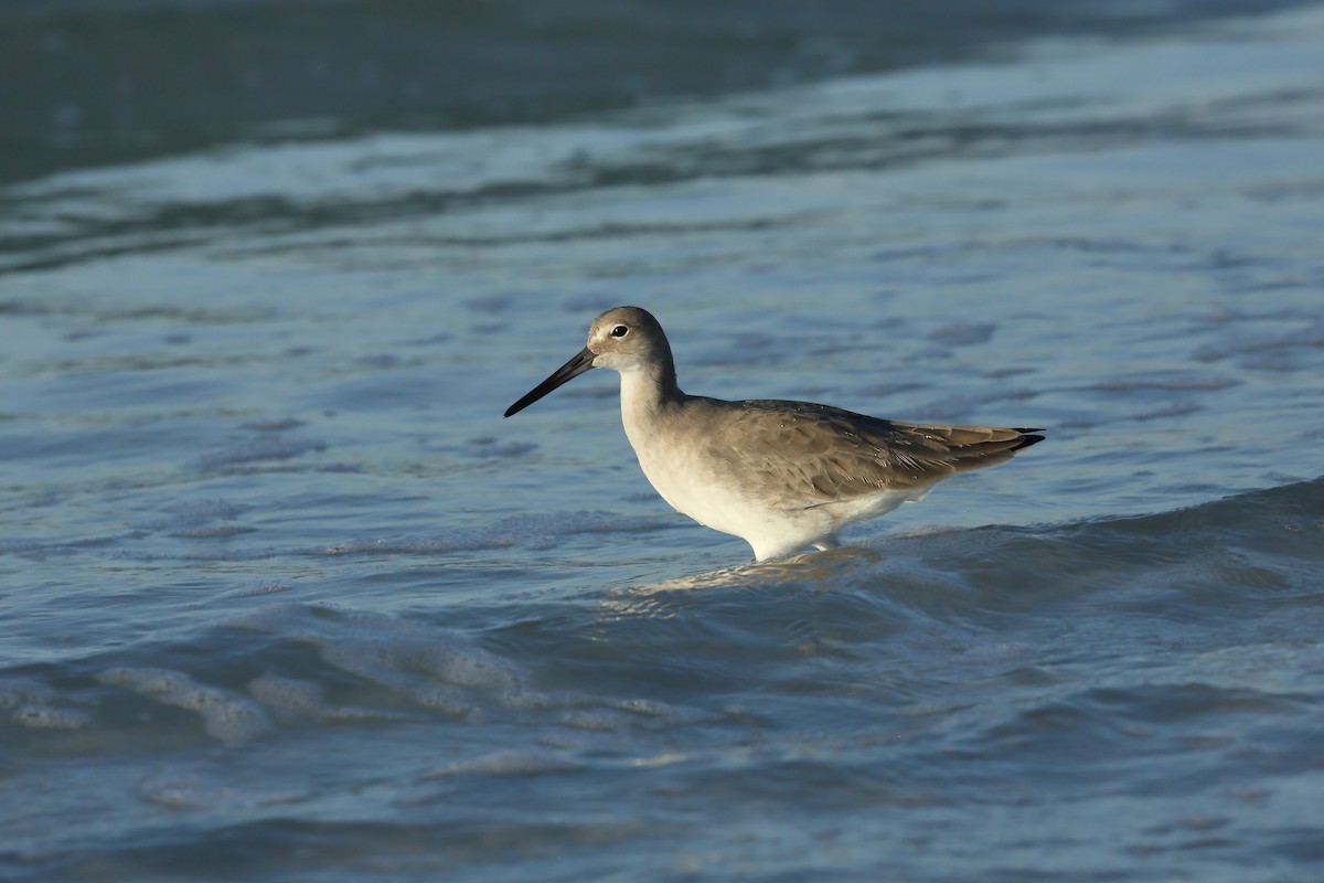 Willet (Western) - ML645337529