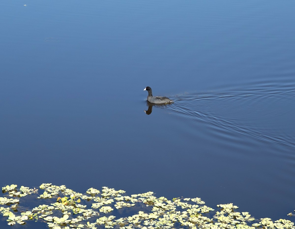 American Coot - ML645337531