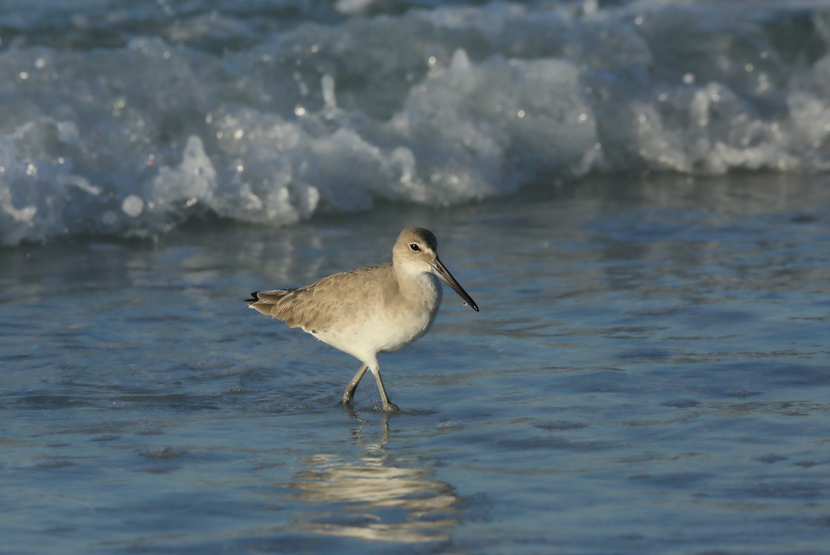 Willet (Western) - ML645337532