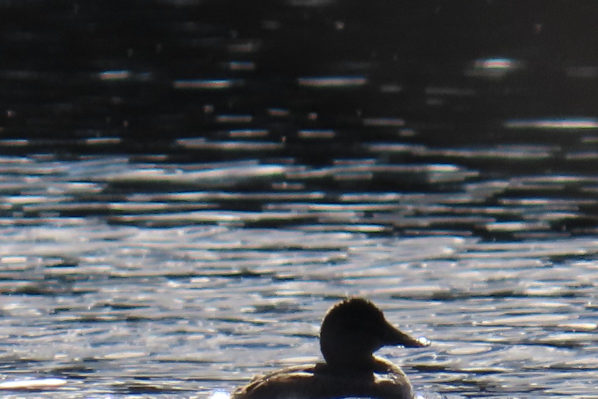 Schwarzkopf-Ruderente - ML645337533