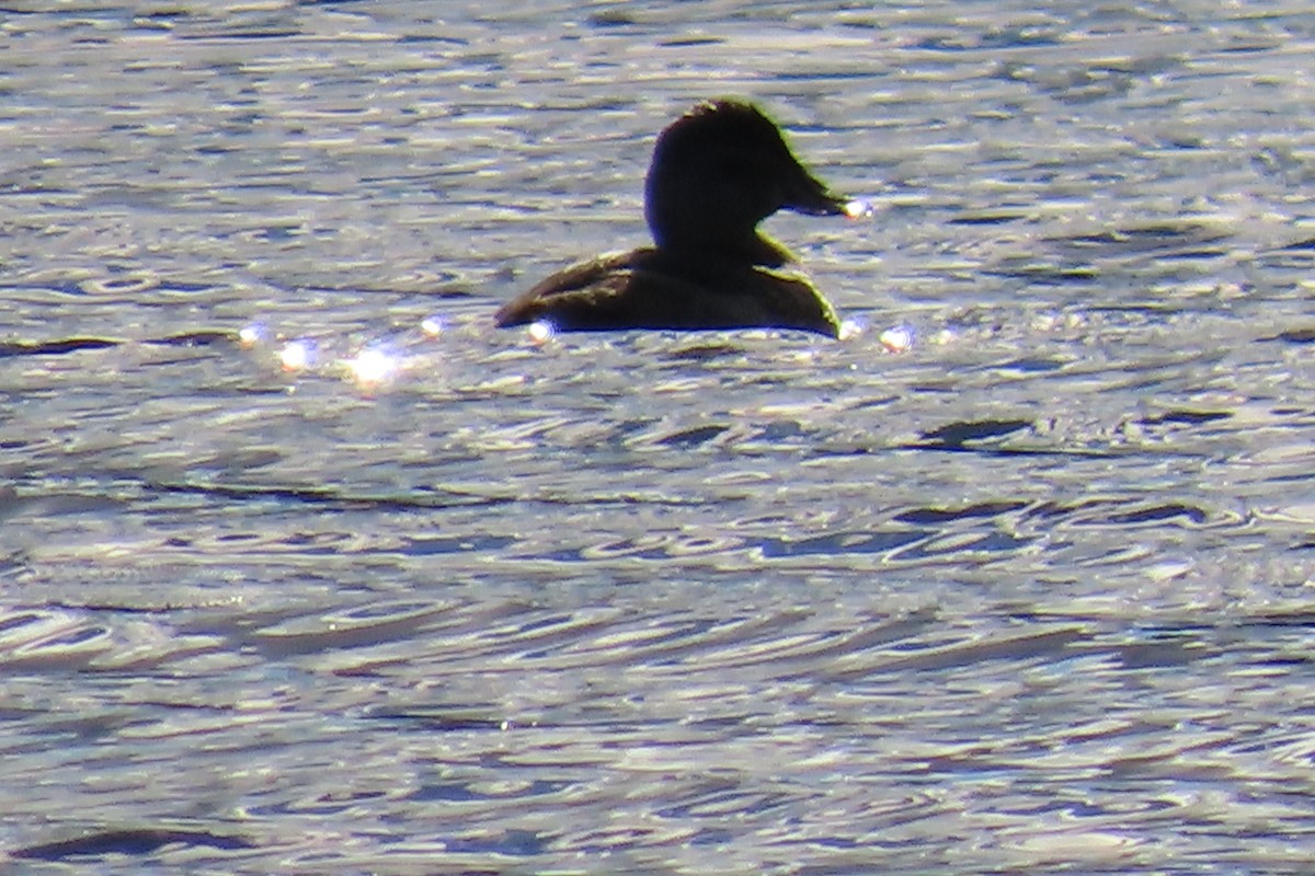 Schwarzkopf-Ruderente - ML645337534