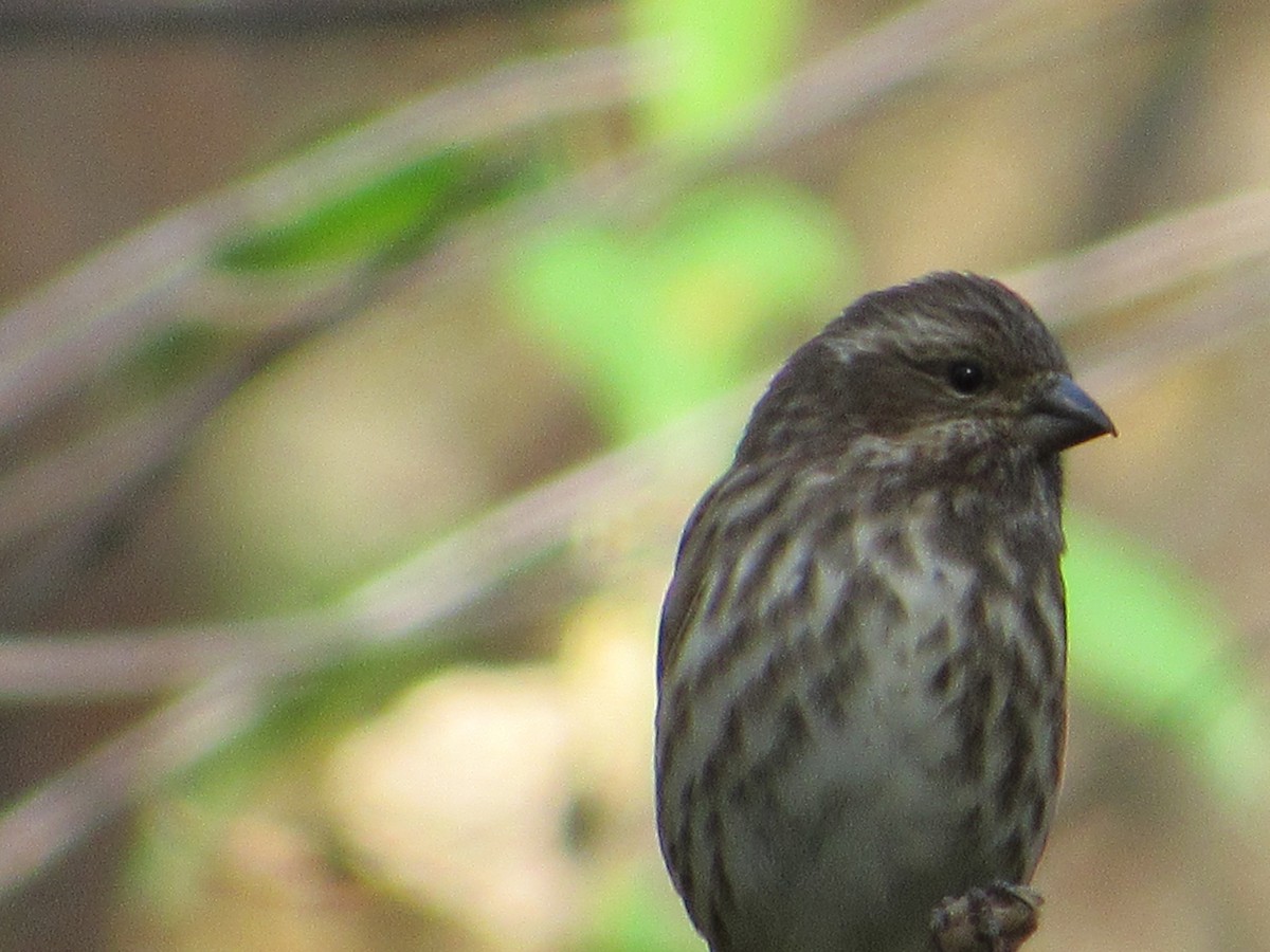 Camachuelo Purpúreo - ML645337539