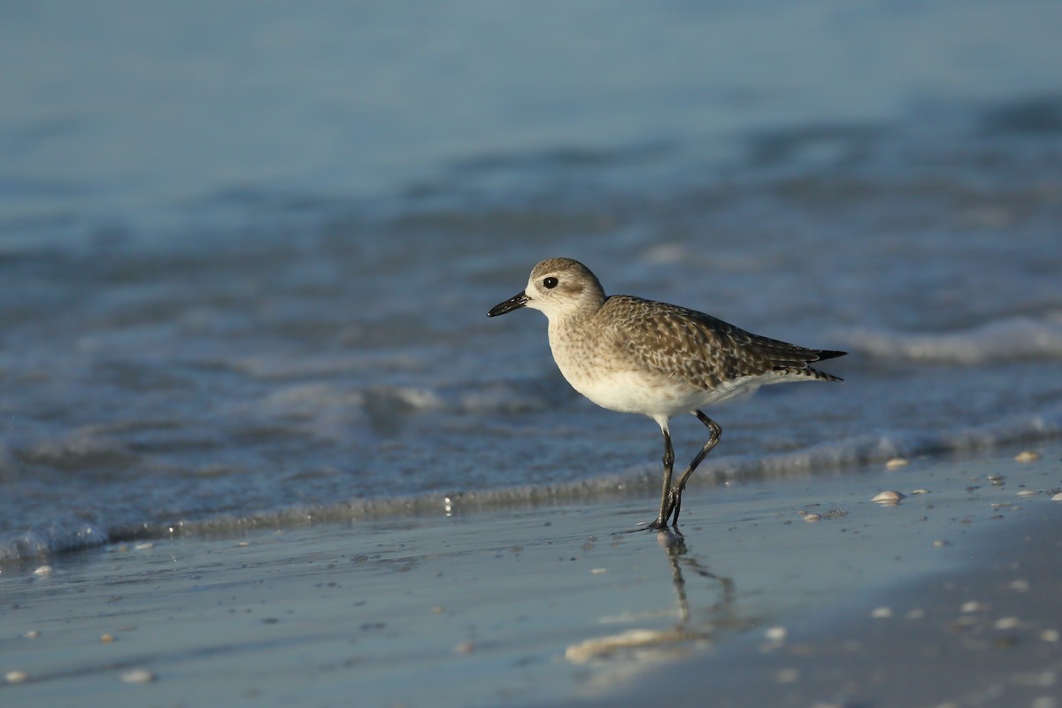 Black-bellied Plover - ML645337540