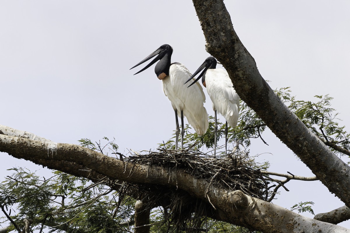 Jabiru - ML645337541